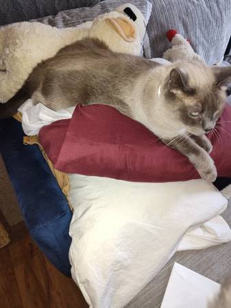 Lost Cat in Browne'S Addition
