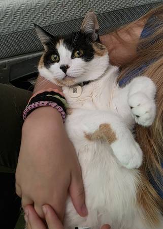 Lost cat