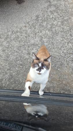 Lost Cat in Spokane