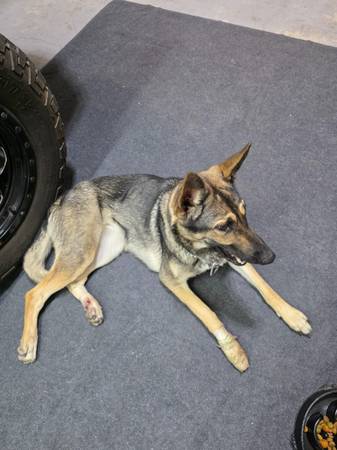 Found dog