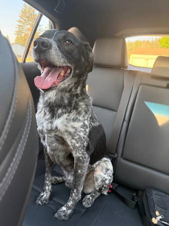Found dog