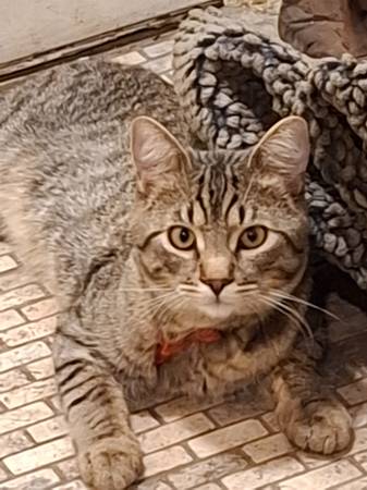 Lost Cat in Airway Heights