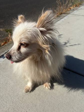Found dog