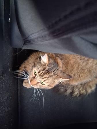 Lost cat
