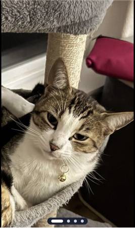 Lost Cat in Newport
