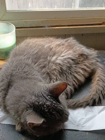 Lost cat
