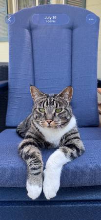 Lost cat