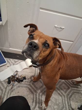 Found dog