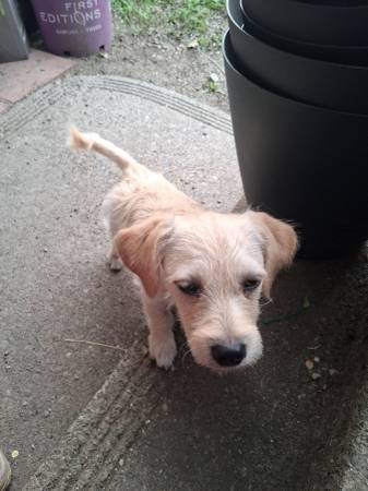 Lost dog