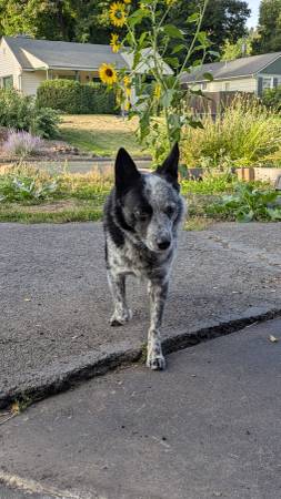 Found dog