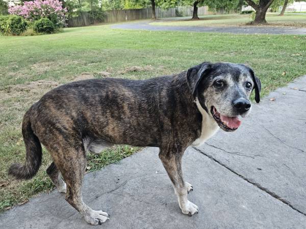 Found dog
