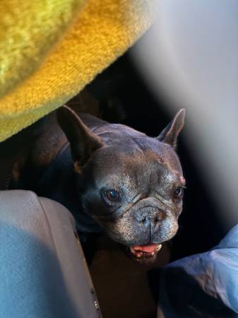 Found dog
