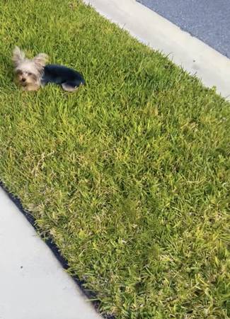 Lost dog
