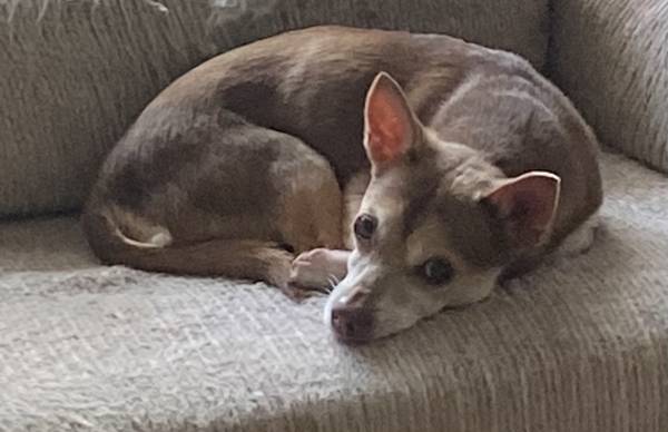 Lost dog