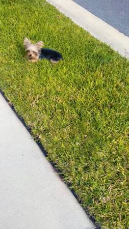 Lost dog