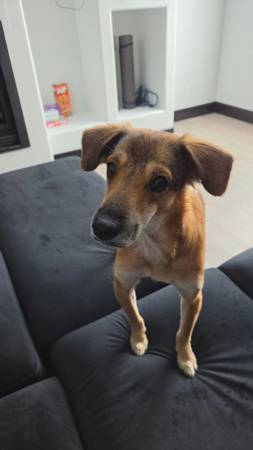Lost Dog in Hildale