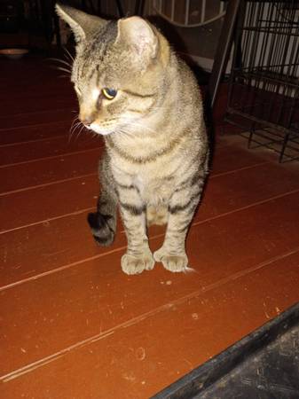 Found Cat in Dixie Downs