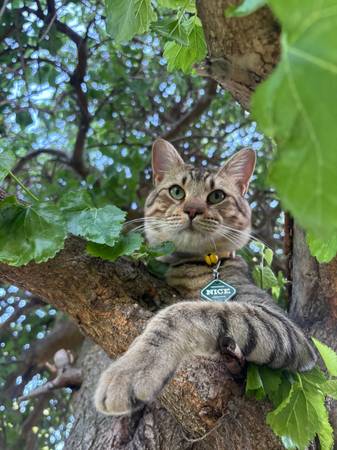 Lost Cat in Hiawatha
