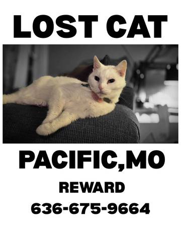 Lost Cat in Pacific