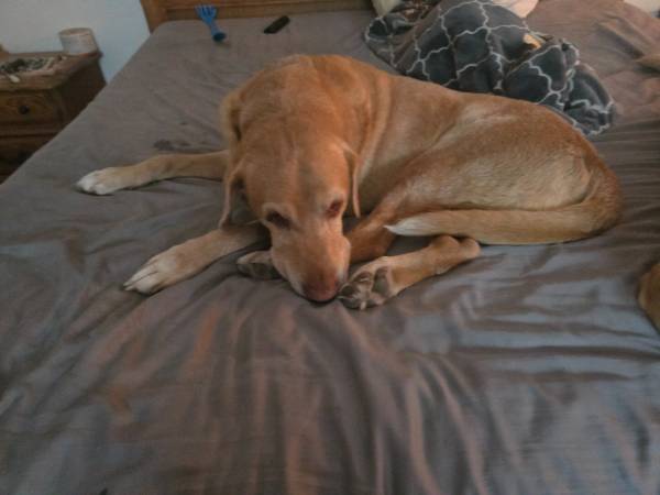 Lost Dog in Saint Charles