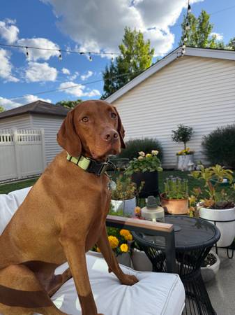 Lost dog