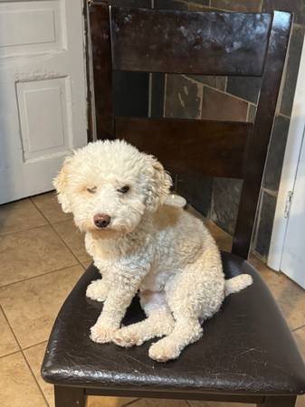 Lost Dog in Missouri