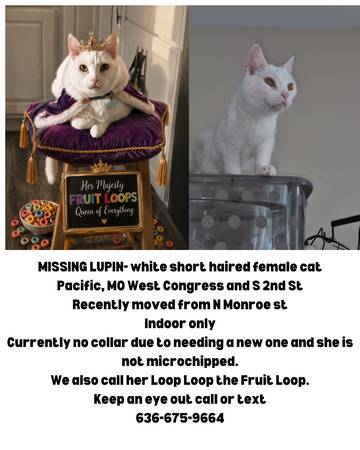 Lost cat
