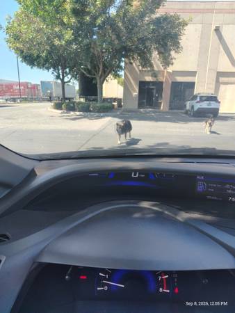 Found dog