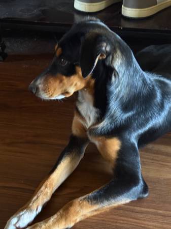 Found dog