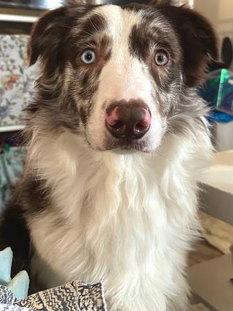 Lost dog