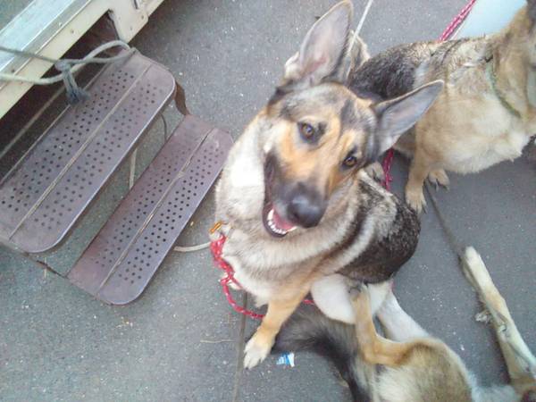 Lost Dog in Stockton