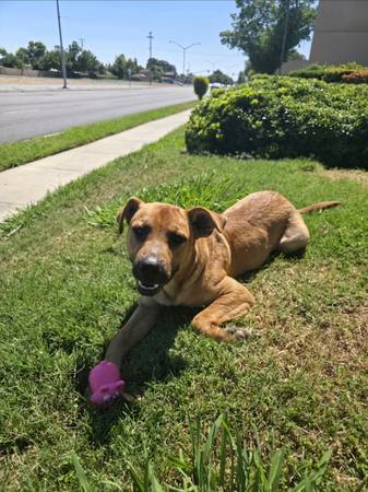 Found dog