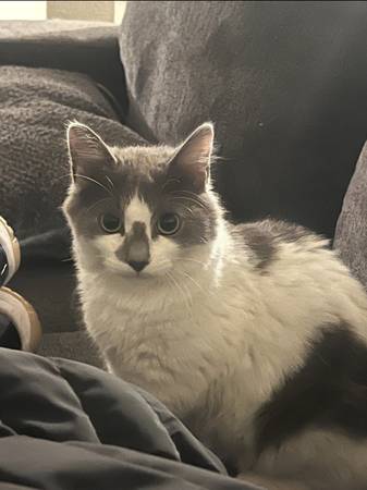 Lost Cat in Tracy