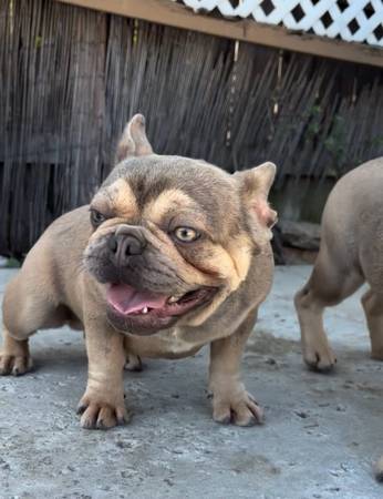 Lost Dog in Stockton