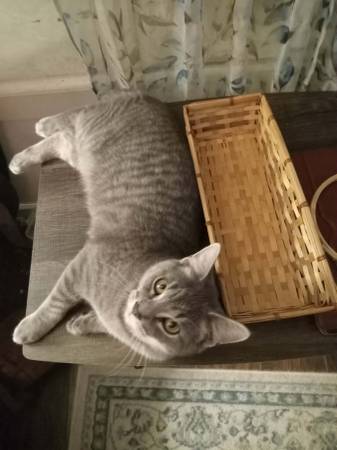 Lost Cat in Canastota