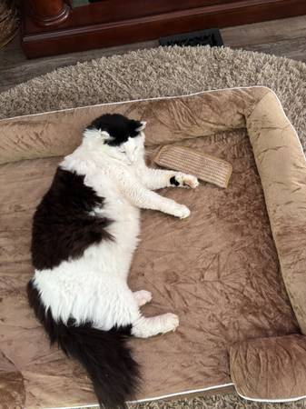 Lost Cat in Pennellville