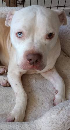 Found Dog in Syracuse