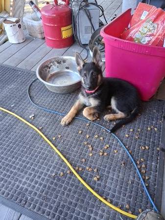 Lost dog