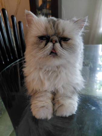 Lost Cat in Tampa