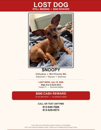 Lost dog