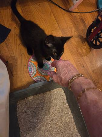 Found Cat in Tampa