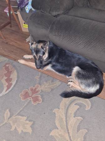 Lost dog