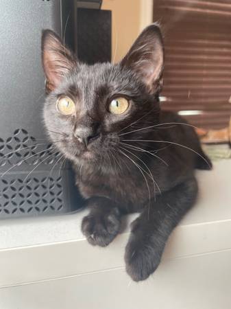 Lost cat