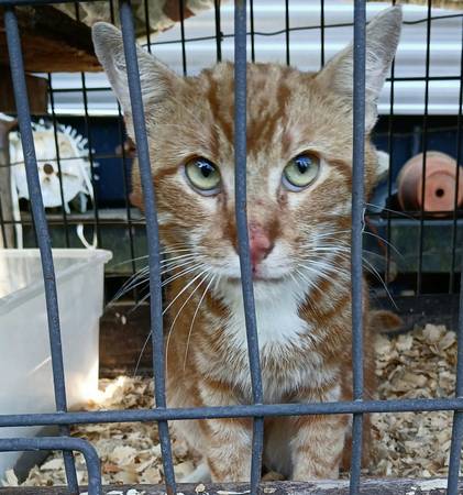 Found cat