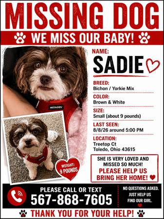 Lost dog