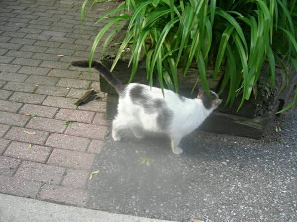 Lost cat