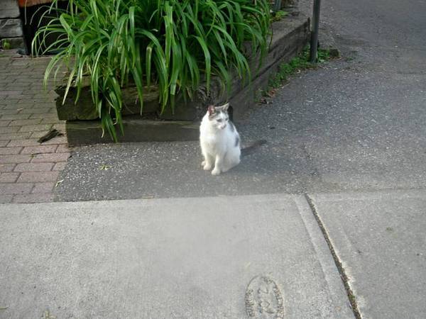 Lost cat