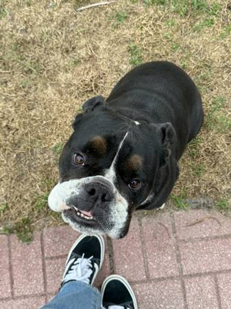 Lost dog