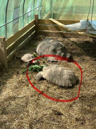 Lost Tortoise in Okeechobee