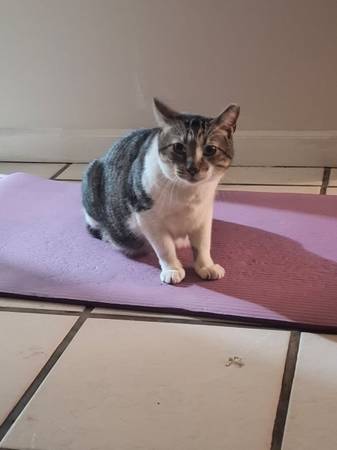 Lost Cat in Vero Beach